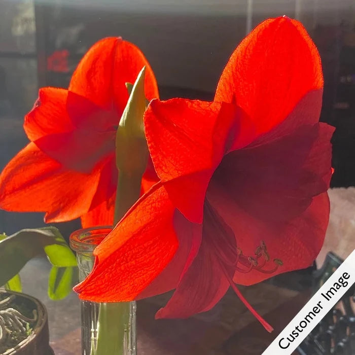Red Reality Amaryllis in Foil Wrapped Pot
