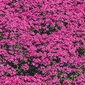 Red Wings Creeping Phlox