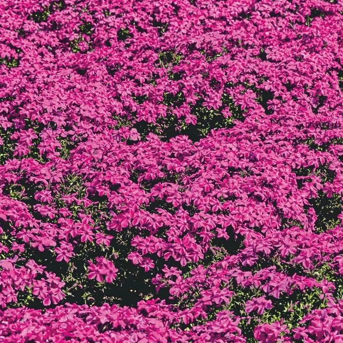 Red Wings Creeping Phlox
