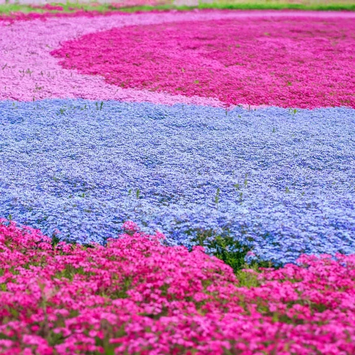 Red Wings Creeping Phlox