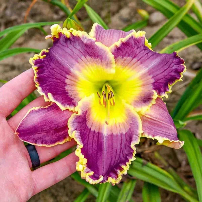 Royal Invitation Reblooming Daylily