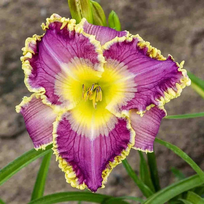 Royal Invitation Reblooming Daylily