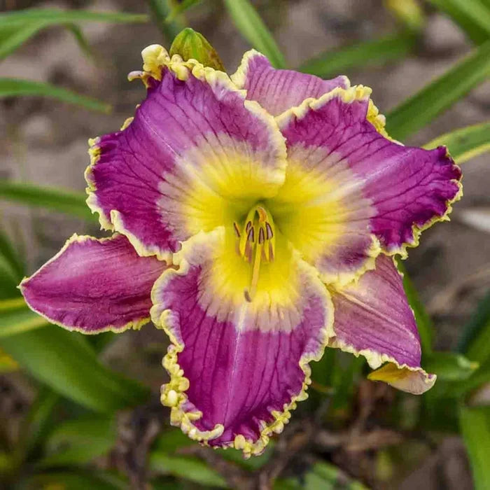 Royal Invitation Reblooming Daylily