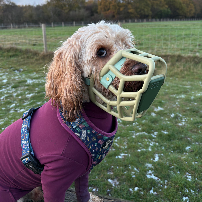 Scavenger Guard