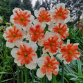 Shrike Daffodil