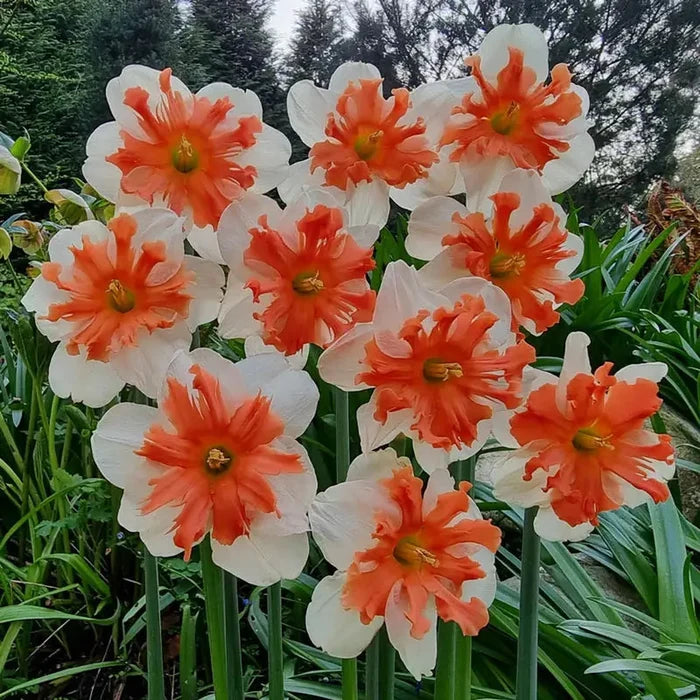 Shrike Daffodil
