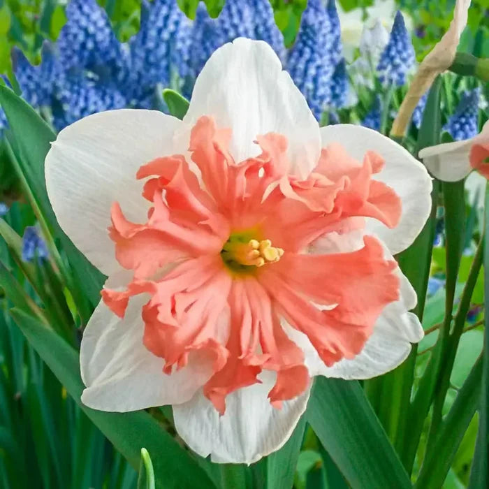 Shrike Daffodil
