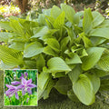 Siberian Tiger Hosta