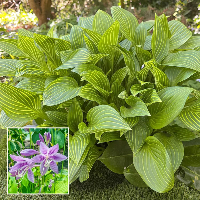 Siberian Tiger Hosta