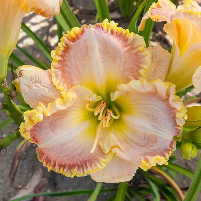 Singular Sensation Reblooming Daylily