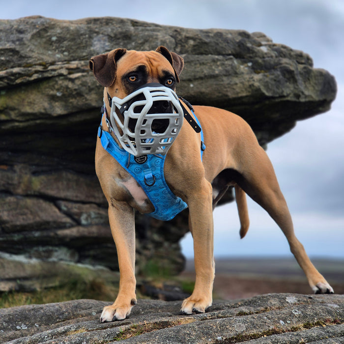 Size Harry 2.0 Dog Muzzle - Made to order muzzle with colour customisation
