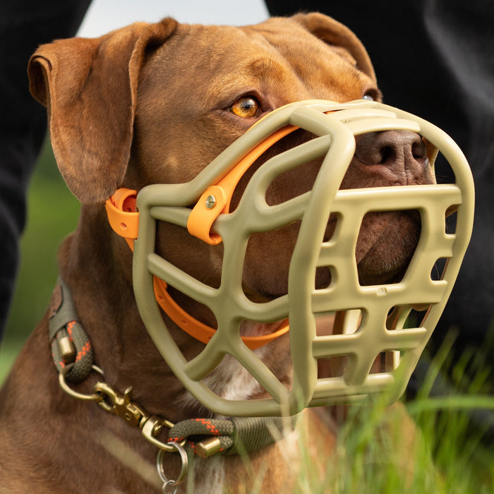 A dog wearing a KhakiHarry 2.0 muzzle standing with trainer in a natural outdoor setting.