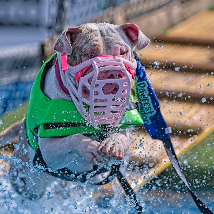 Dog playing in water with a muzzle and life jacket on a playground slide.