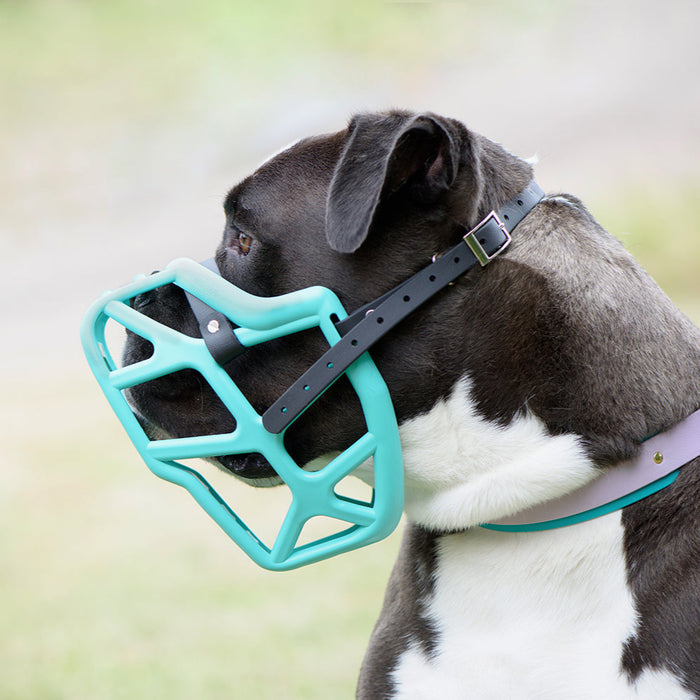 Teal / Mitzy