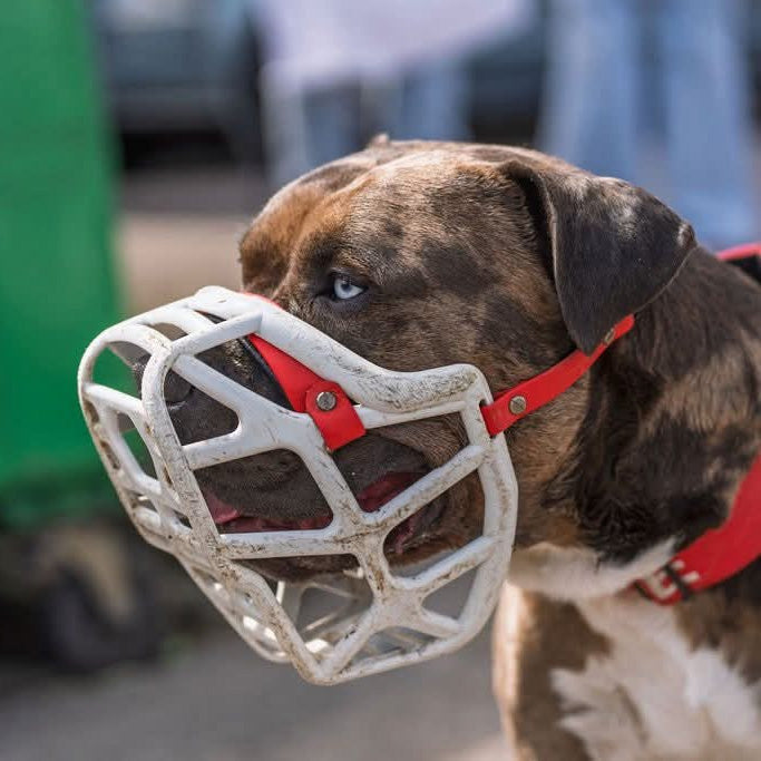 Size Mitzy Dog Muzzle - Made to order muzzle with colour customisation