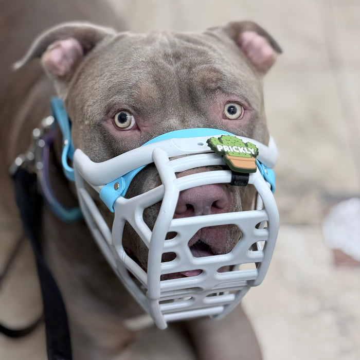 Size Mitzy Dog Muzzle - Made to order muzzle with colour customisation