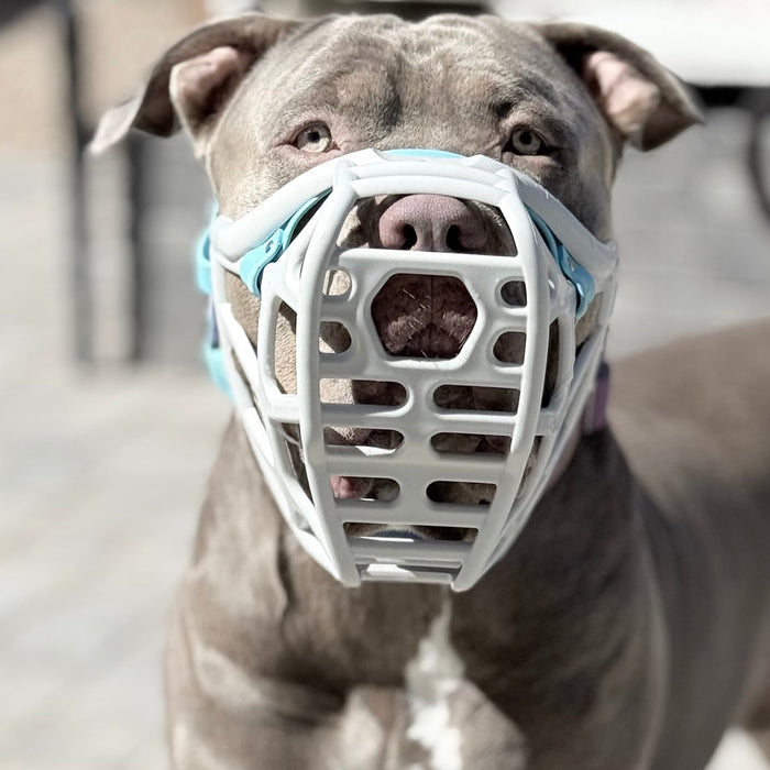 Dog wearing a Muzzle Movement Dog muzzle on a paved walkway