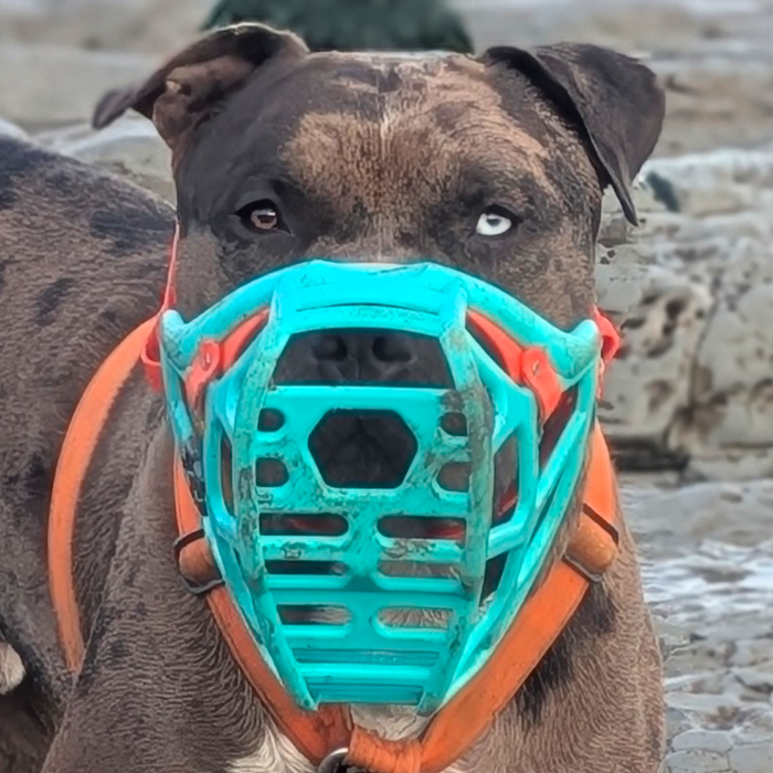 Size Mitzy Dog Muzzle - Made to order muzzle with colour customisation