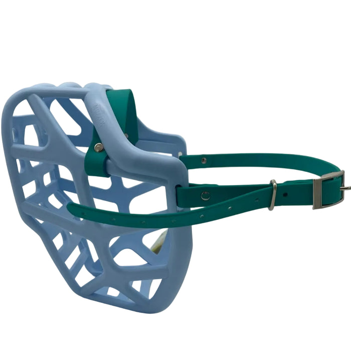 Mitzy - Baby Blue with Teal biothane (Nickle)