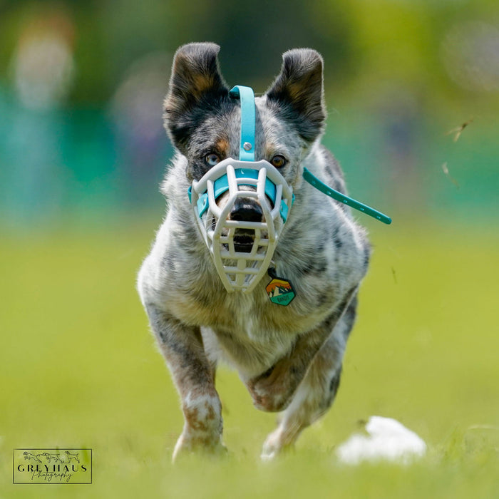 Size Neli Dog Muzzle - Made to order muzzle with colour customisation