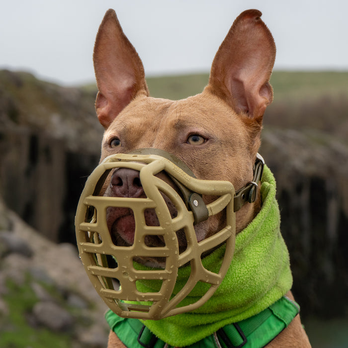 Size Pippa Dog Muzzle - Made to order muzzle with colour customisation