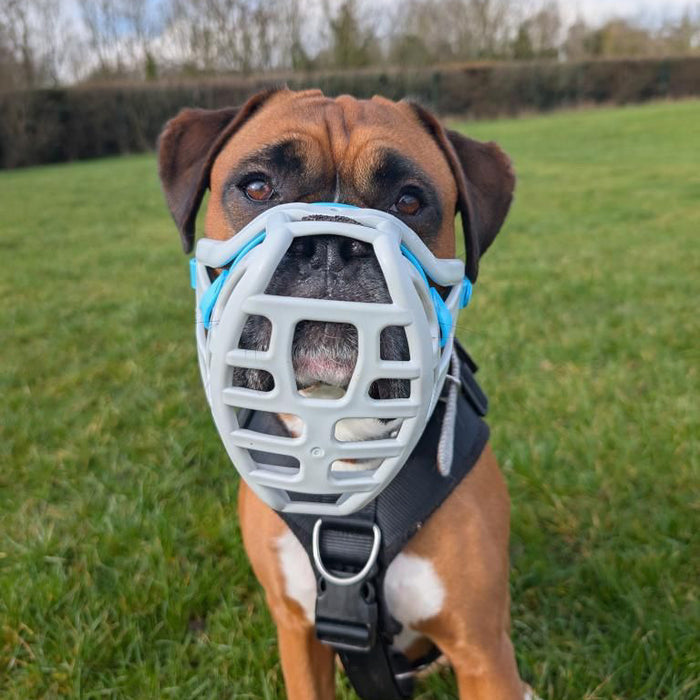 Size Pippa Dog Muzzle - Made to order muzzle with colour customisation