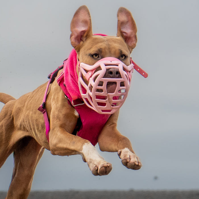 Size Pippa Dog Muzzle - Made to order muzzle with colour customisation