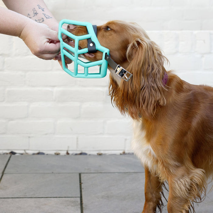 Teal / Rex