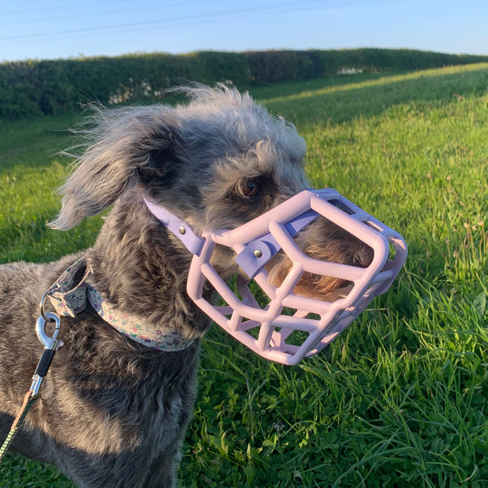 Size Rex Dog Muzzle - Made to order muzzle with colour customisation