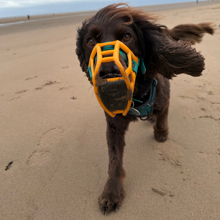 Size Rex Dog Muzzle - Made to order muzzle with colour customisation