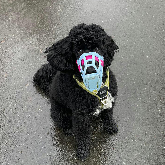 Size Rex Dog Muzzle - Made to order muzzle with colour customisation