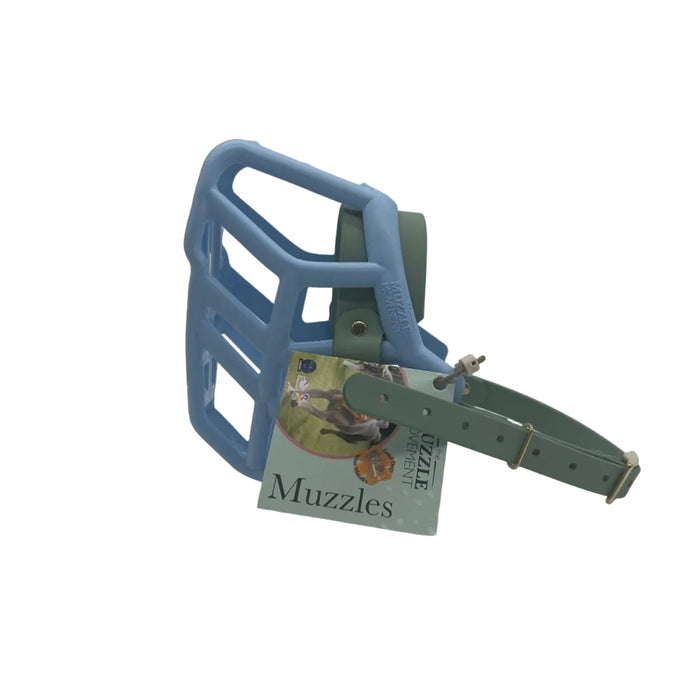 Rex* - Baby Blue with Sage Green biothane (Brass)