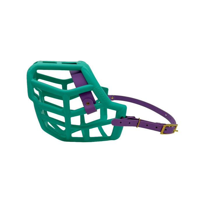 Sunny - Teal with Amethyst Purple biothane (Brass)