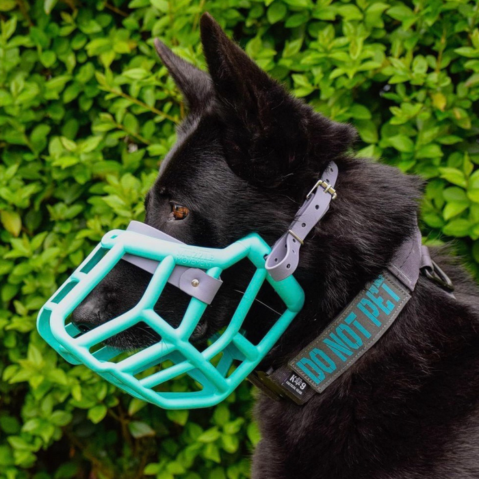 Teal / Sunny