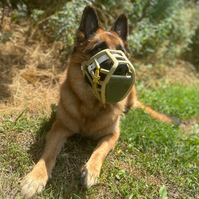 Size Sunny Dog Muzzle- Made to order muzzle with colour customisation
