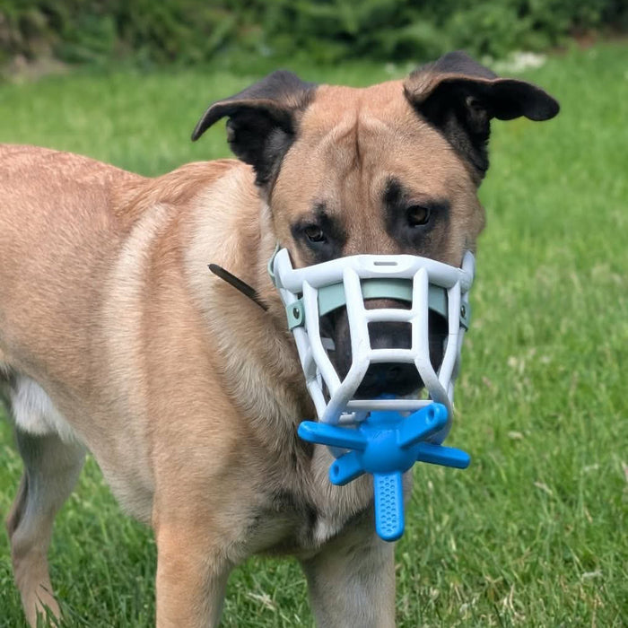 Size Sunny Dog Muzzle- Made to order muzzle with colour customisation