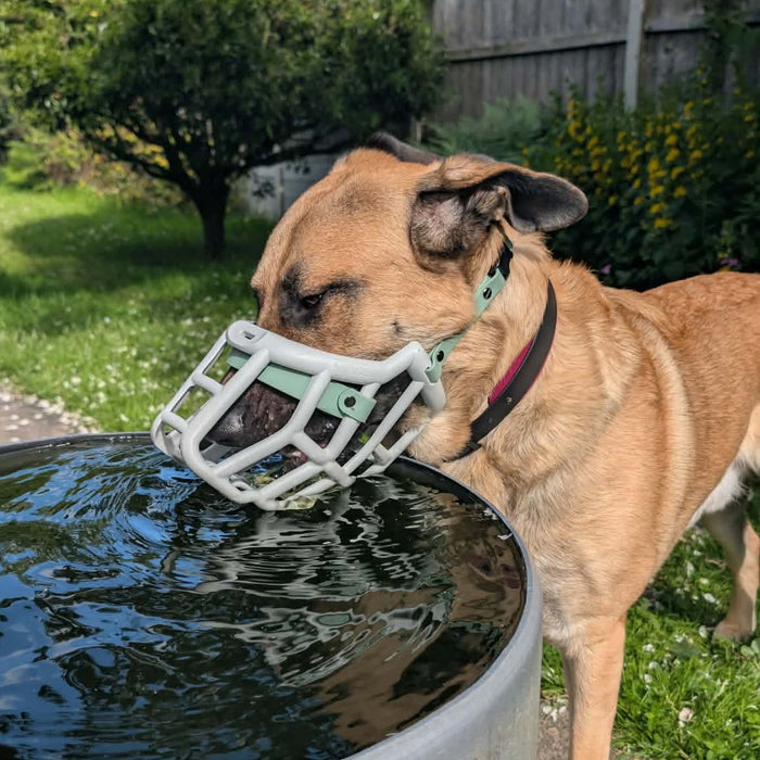 Size Sunny Dog Muzzle- Made to order muzzle with colour customisation