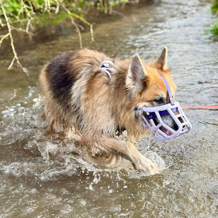 Size Sunny Dog Muzzle- Made to order muzzle with colour customisation