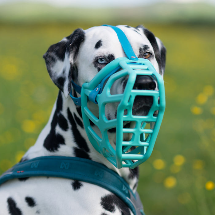 Size Taz Dog Muzzle - Made to order muzzle with colour customisation