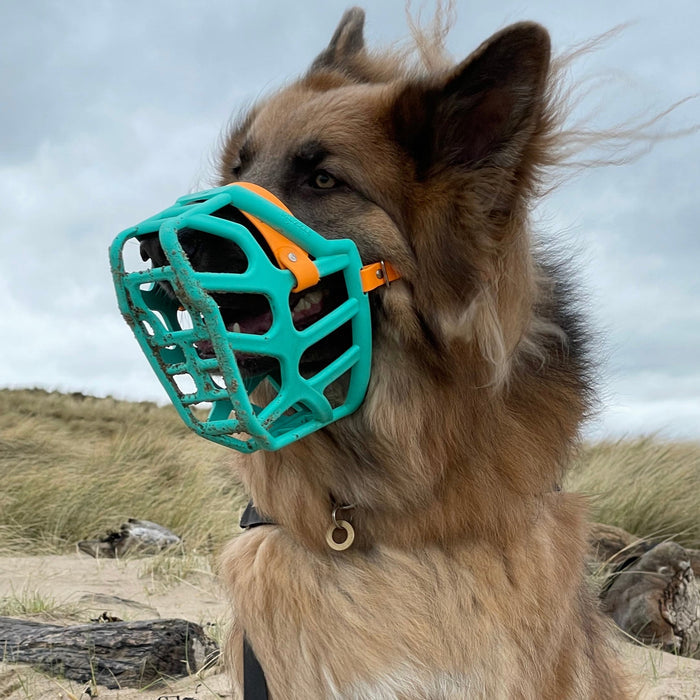 Teal / Taz