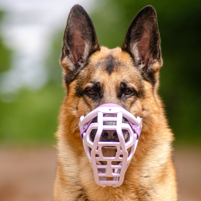 Size Taz Dog Muzzle - Made to order muzzle with colour customisation