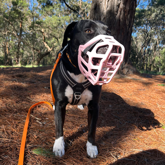 Size Taz Dog Muzzle - Made to order muzzle with colour customisation