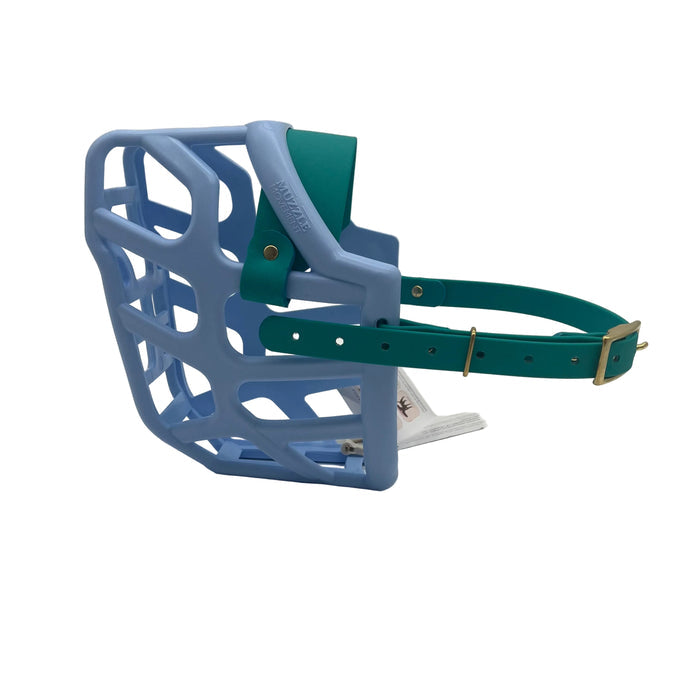 Taz* - Baby Blue with Teal biothane (Brass)