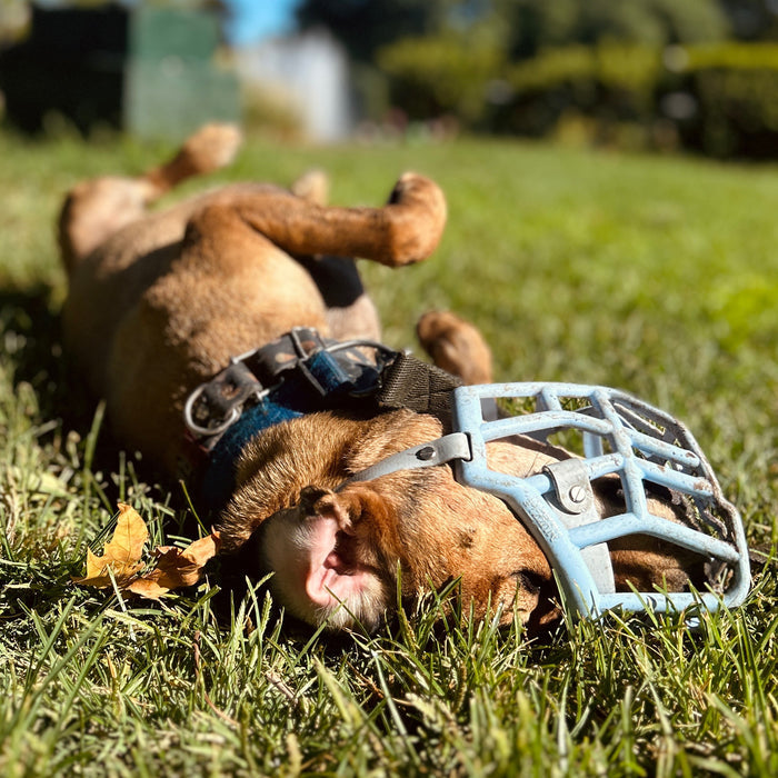 Size Tolly Dog Muzzle - Made to order muzzle with colour customisation