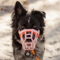 Size Tolly Dog Muzzle - Made to order muzzle with colour customisation