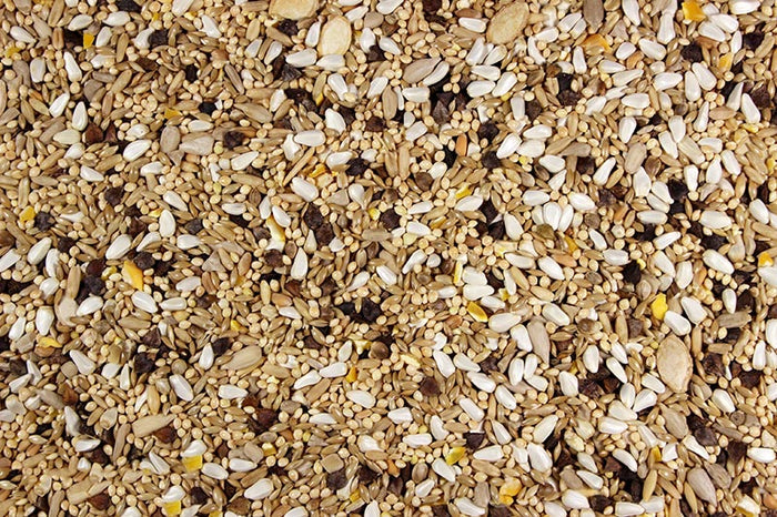 Small Hookbill Food