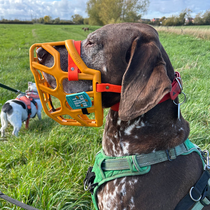 Snooties™ –   Full of Beans Snootie Muzzle Charm