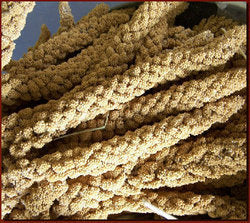 Premium Millet Spray for Birds