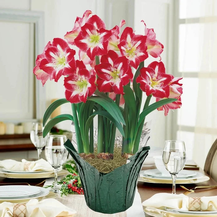 Stargazer Amaryllis in Foil Wrapped Pot