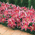 Starlight Magic Oriental Carpet Border Lily™